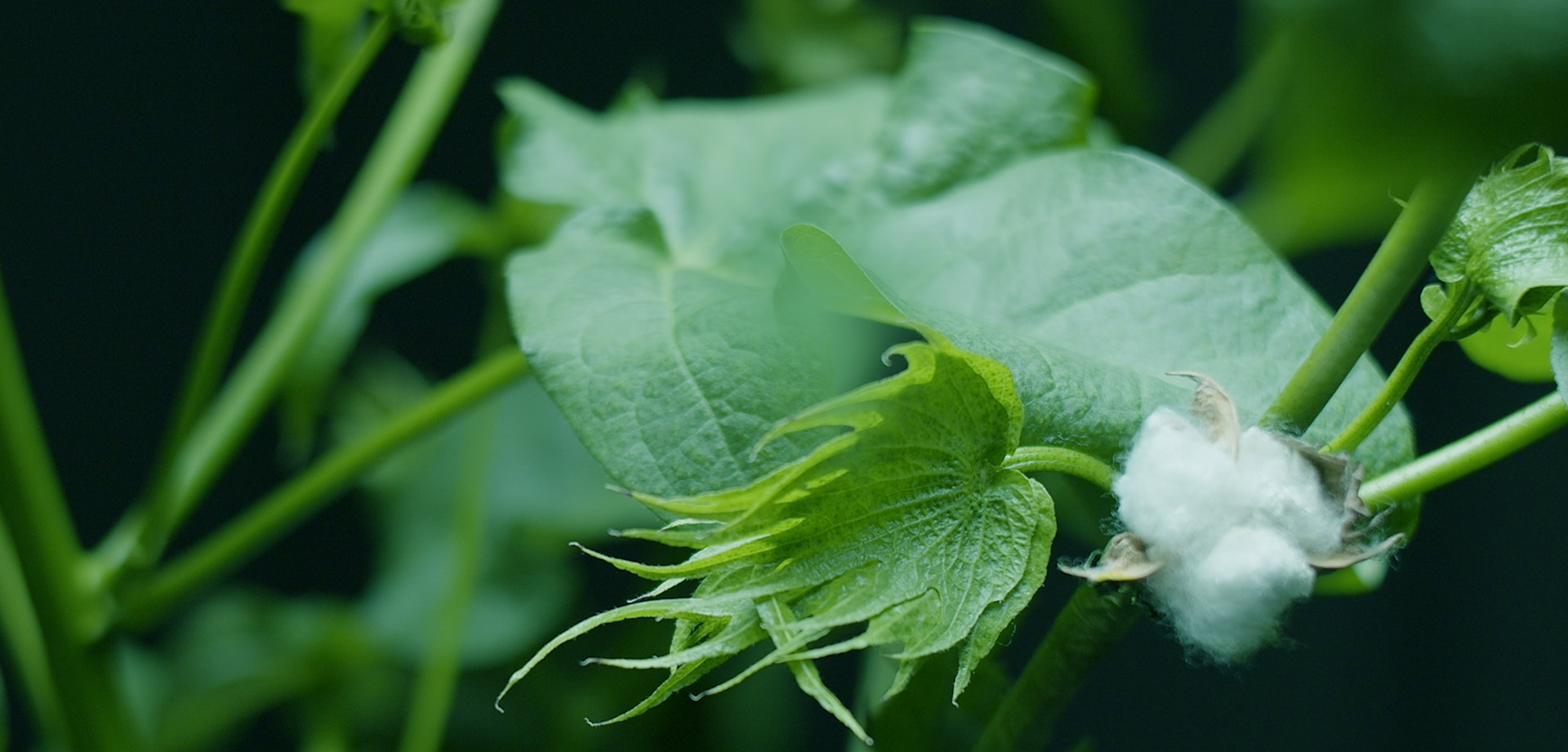 Openlab Banner 3